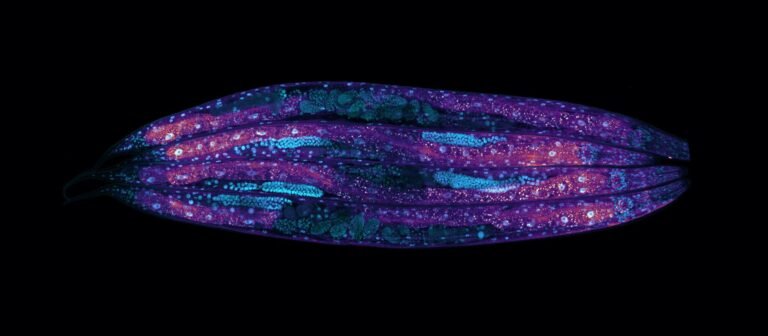 Study of C. elegans reveals that mRNA balance in cells affects lifespan