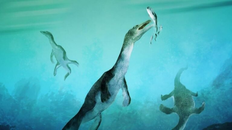 The oldest marine reptile fossil has been found in the southern hemisphere